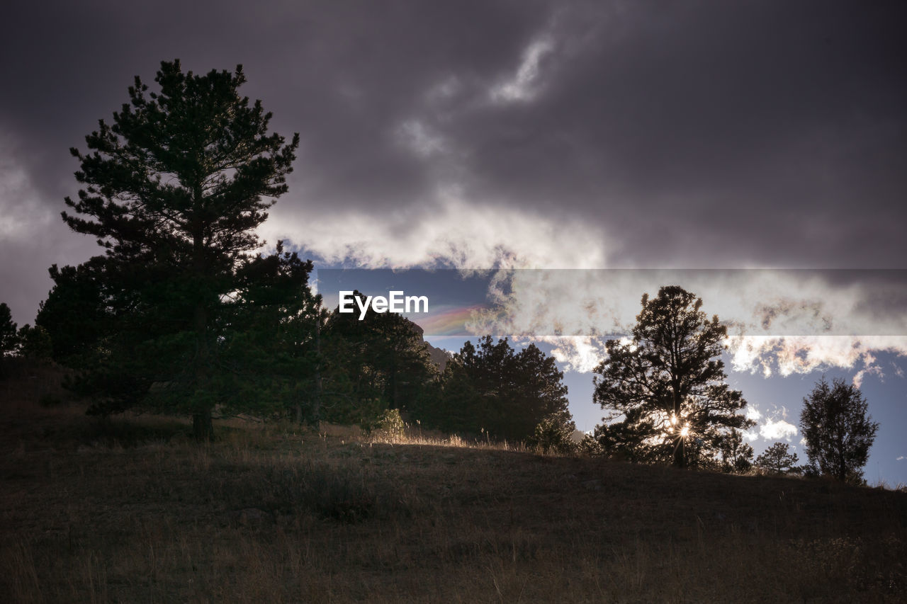 TREES ON LANDSCAPE AGAINST CLOUDY SKY