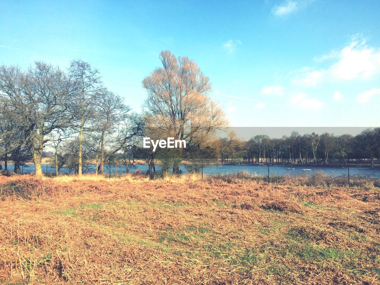 SCENIC VIEW OF TREES AGAINST SKY