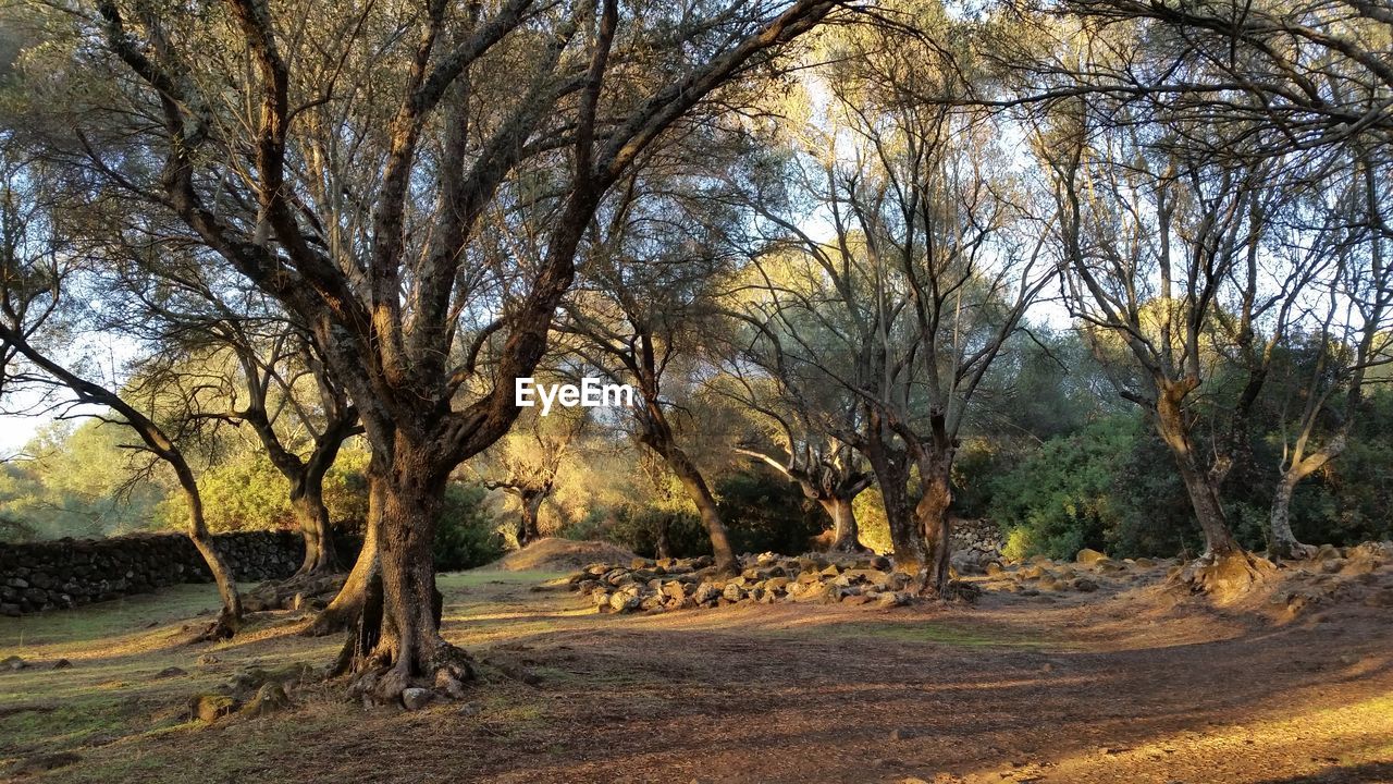 TREES IN PARK