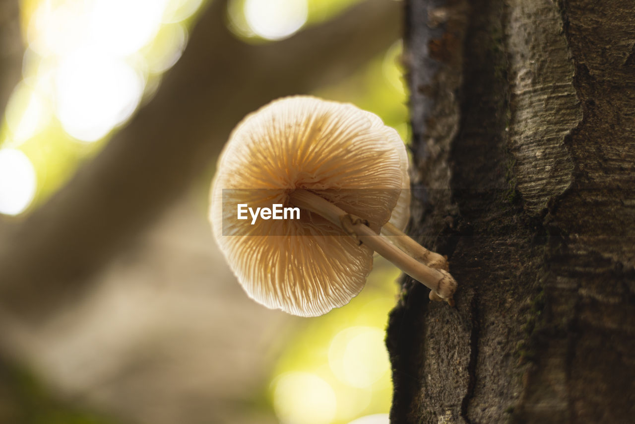 nature, yellow, plant, close-up, mushroom, fungus, tree, macro photography, tree trunk, vegetable, trunk, food, growth, leaf, flower, plant stem, focus on foreground, autumn, sunlight, forest, no people, beauty in nature, freshness, food and drink, green, outdoors, selective focus, day, land, edible mushroom, fragility