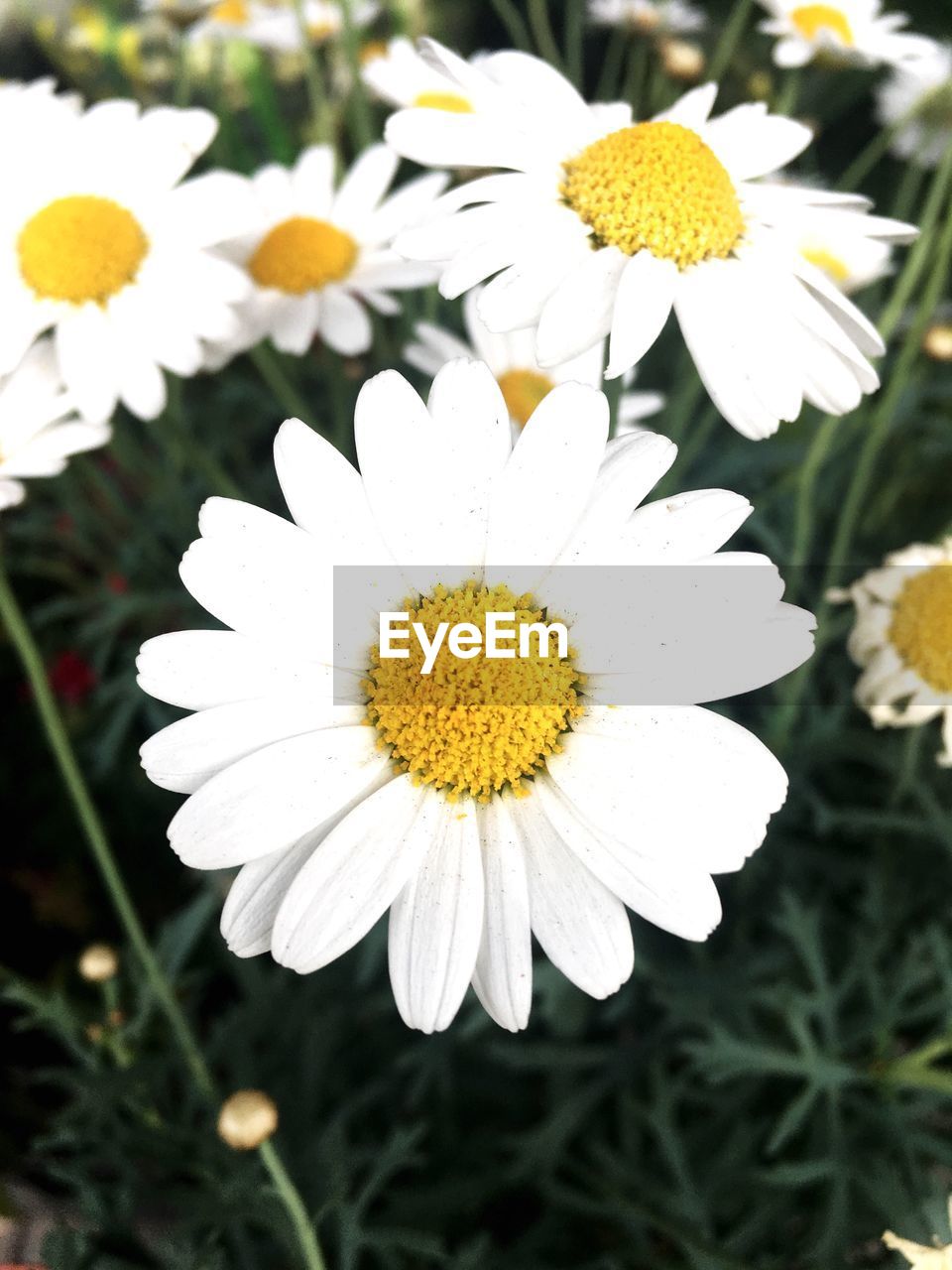 CLOSE-UP OF WHITE FLOWERS BLOOMING