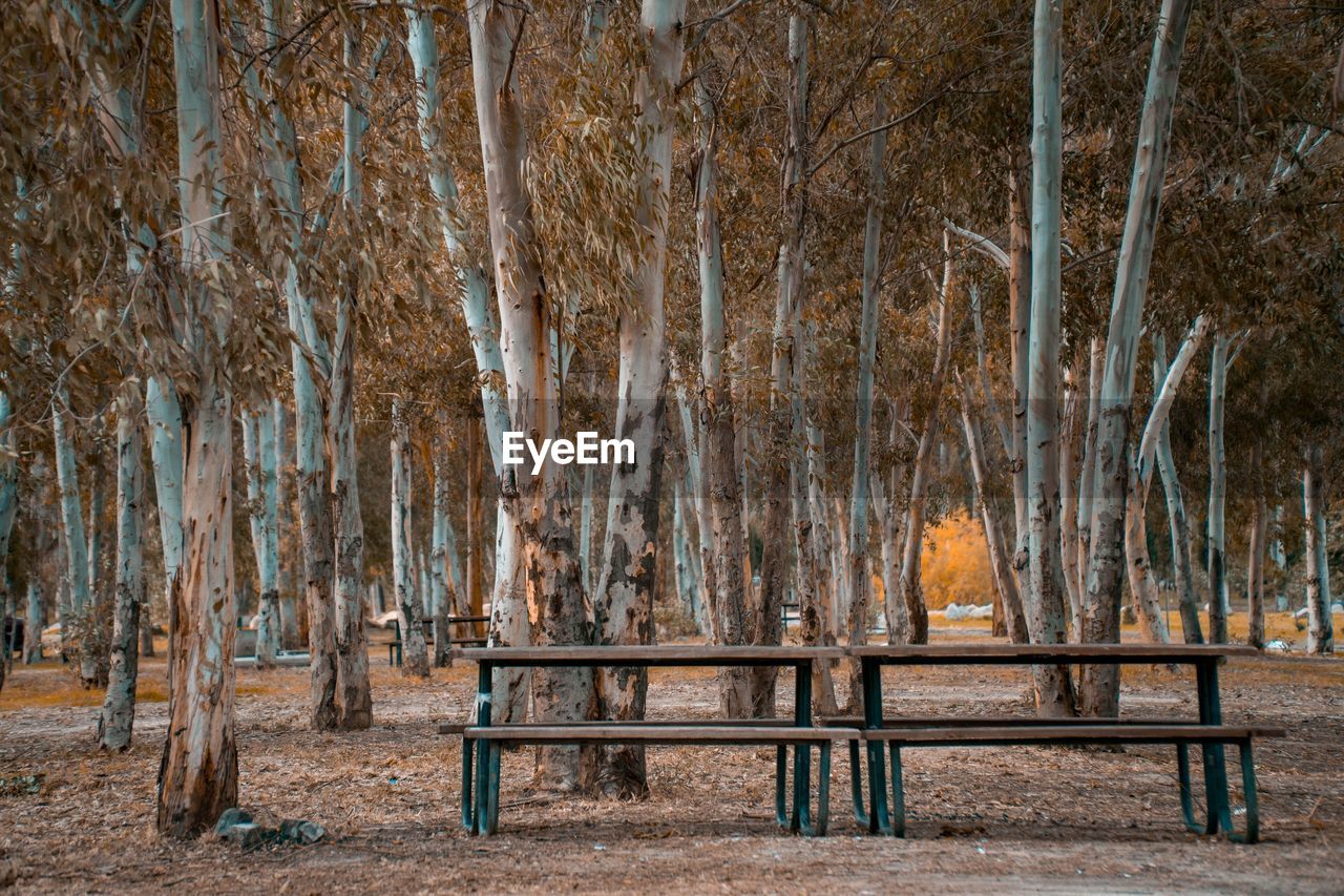 VIEW OF BARE TREES IN WINTER