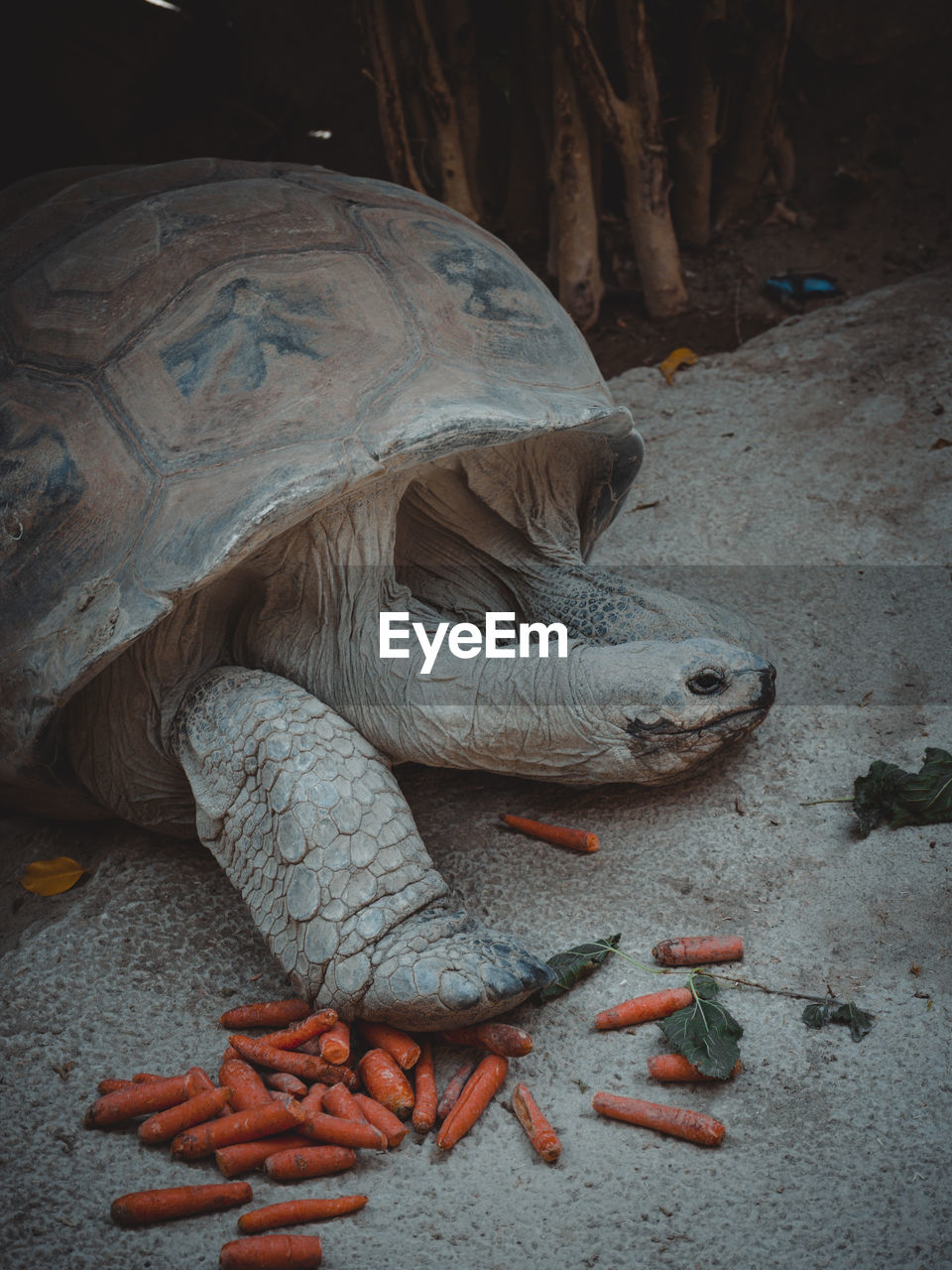 VIEW OF ANIMAL REPRESENTATION