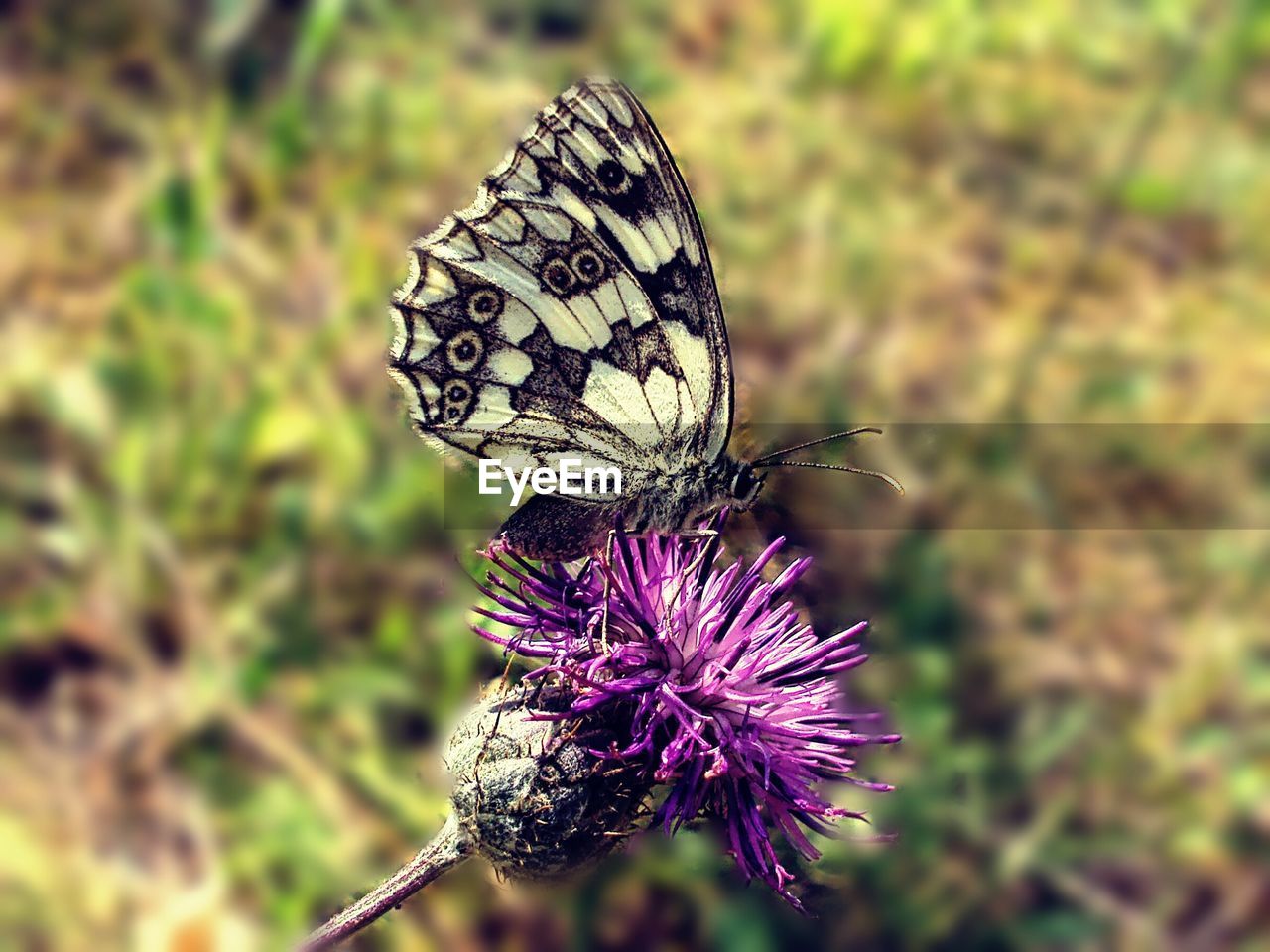 Close-up of butterfly on purple flower