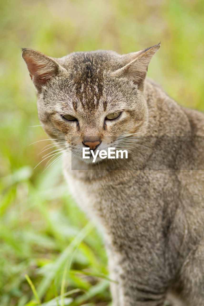 CLOSE-UP OF TABBY CAT