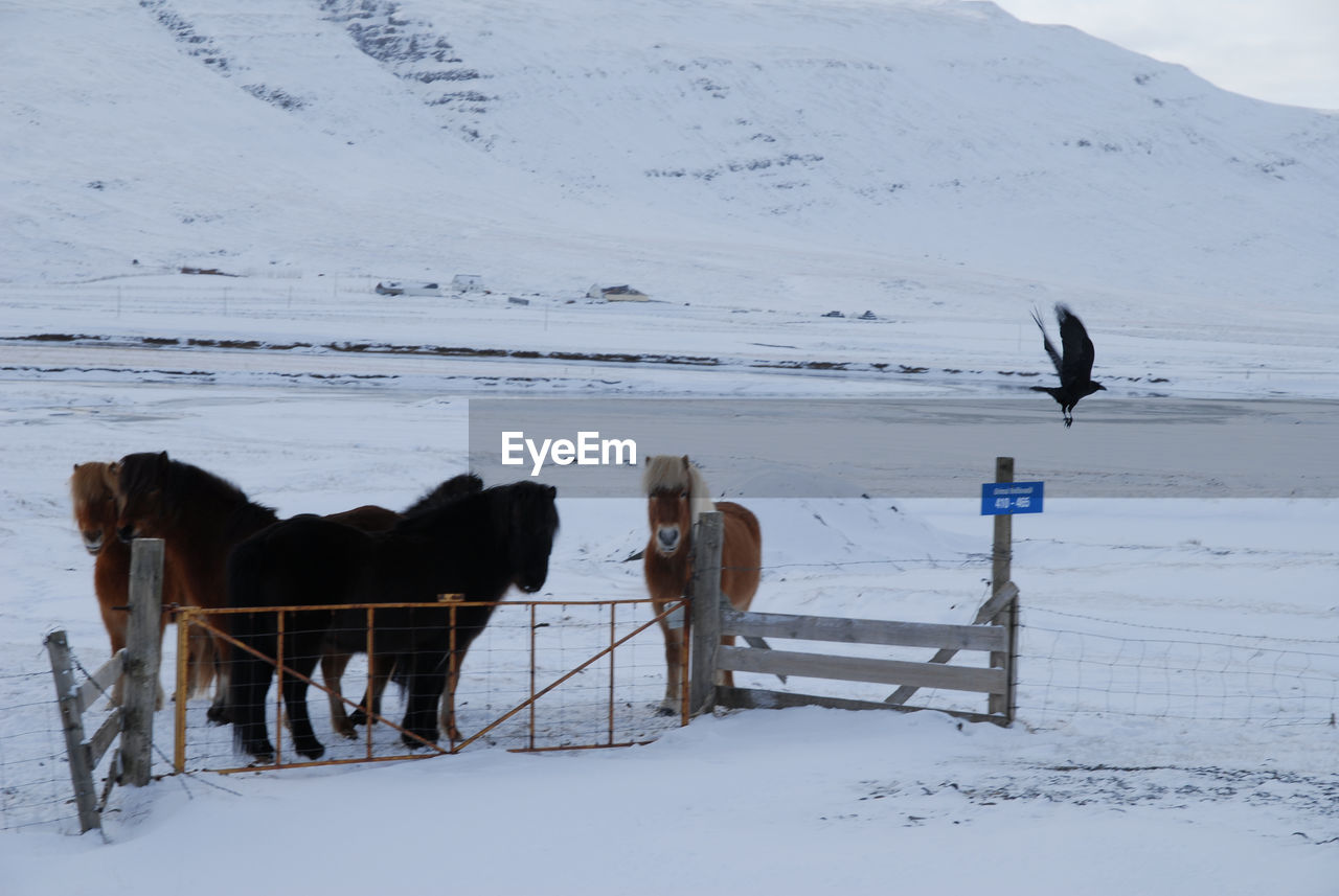 Horses standing in pen during winter