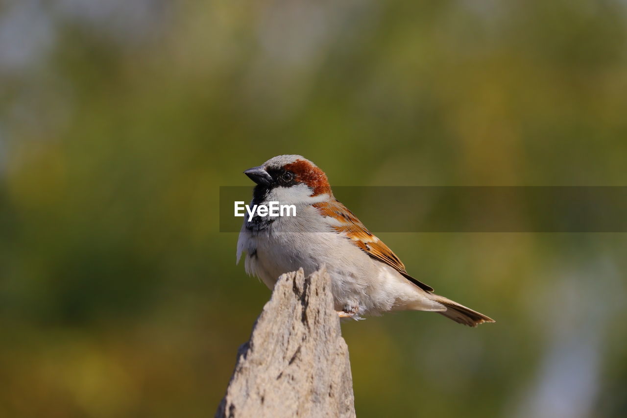 A young sparrow perching a rock , india