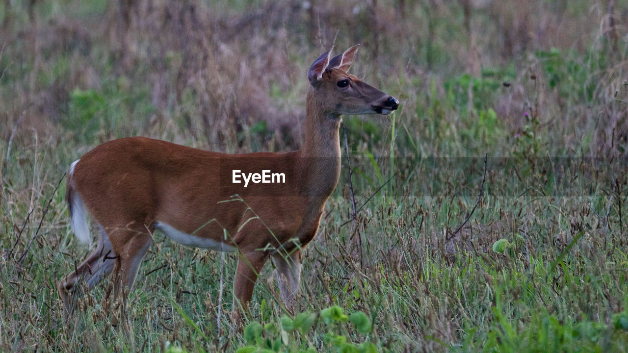 side view of deer on field