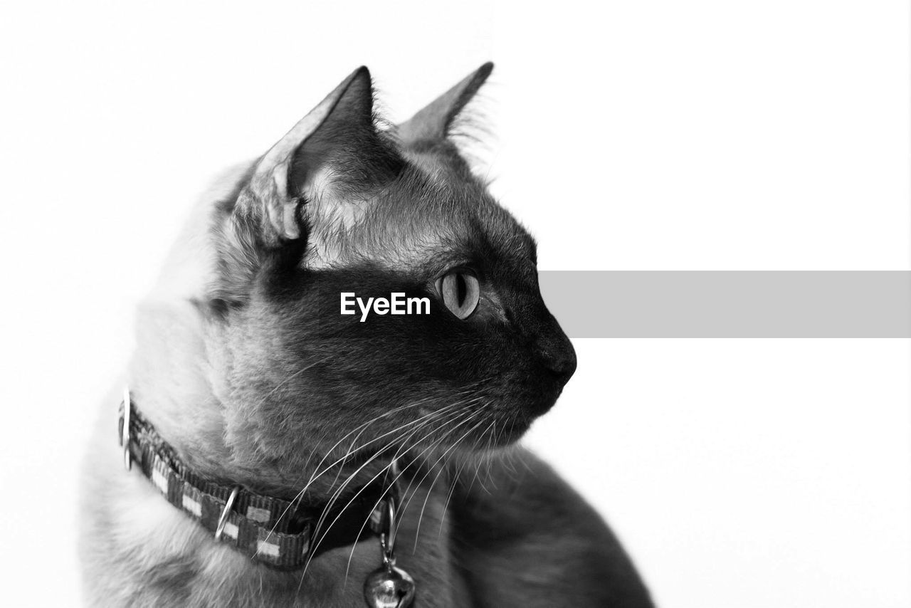 CLOSE-UP OF CAT LOOKING AWAY AGAINST WHITE BACKGROUND