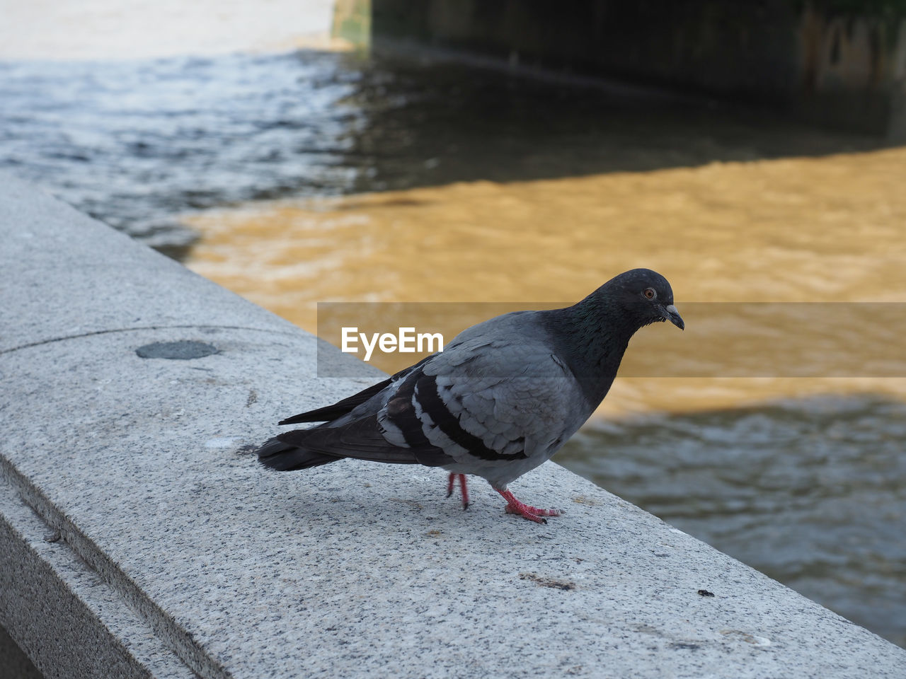 animal themes, animal, bird, wildlife, animal wildlife, one animal, blue, day, water, pigeons and doves, no people, perching, pigeon, nature, focus on foreground, outdoors, retaining wall, sunlight, stock dove, beak, side view, full length, dove - bird, close-up