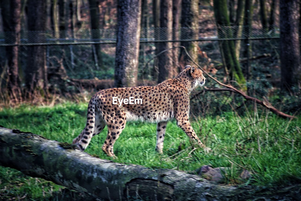 Cheetah searching something