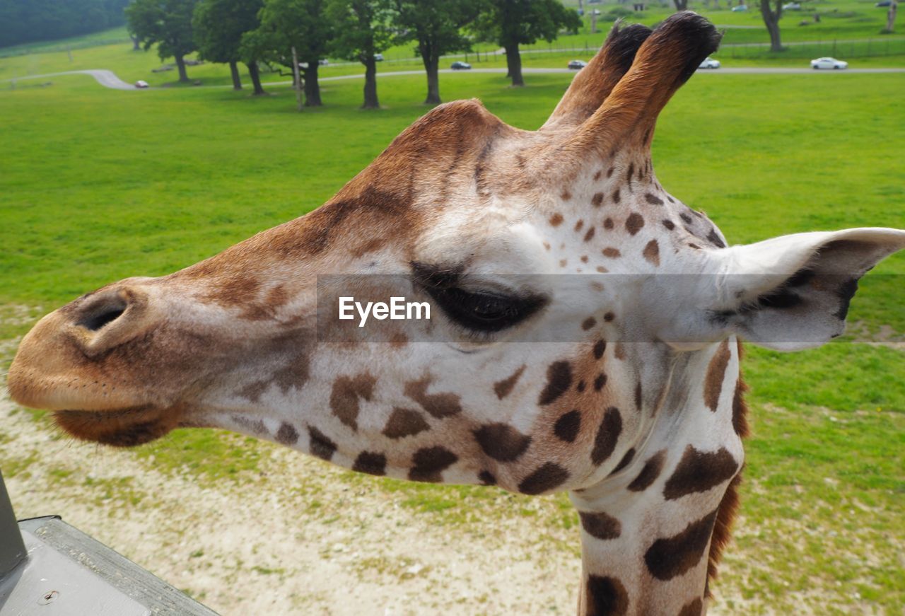 Close-up of giraffe on grassy field