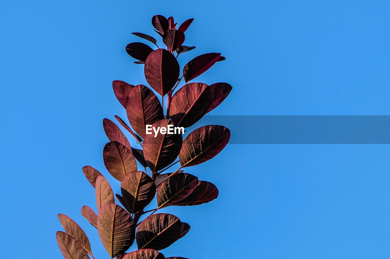 Low angle view of flowering plant against blue sky