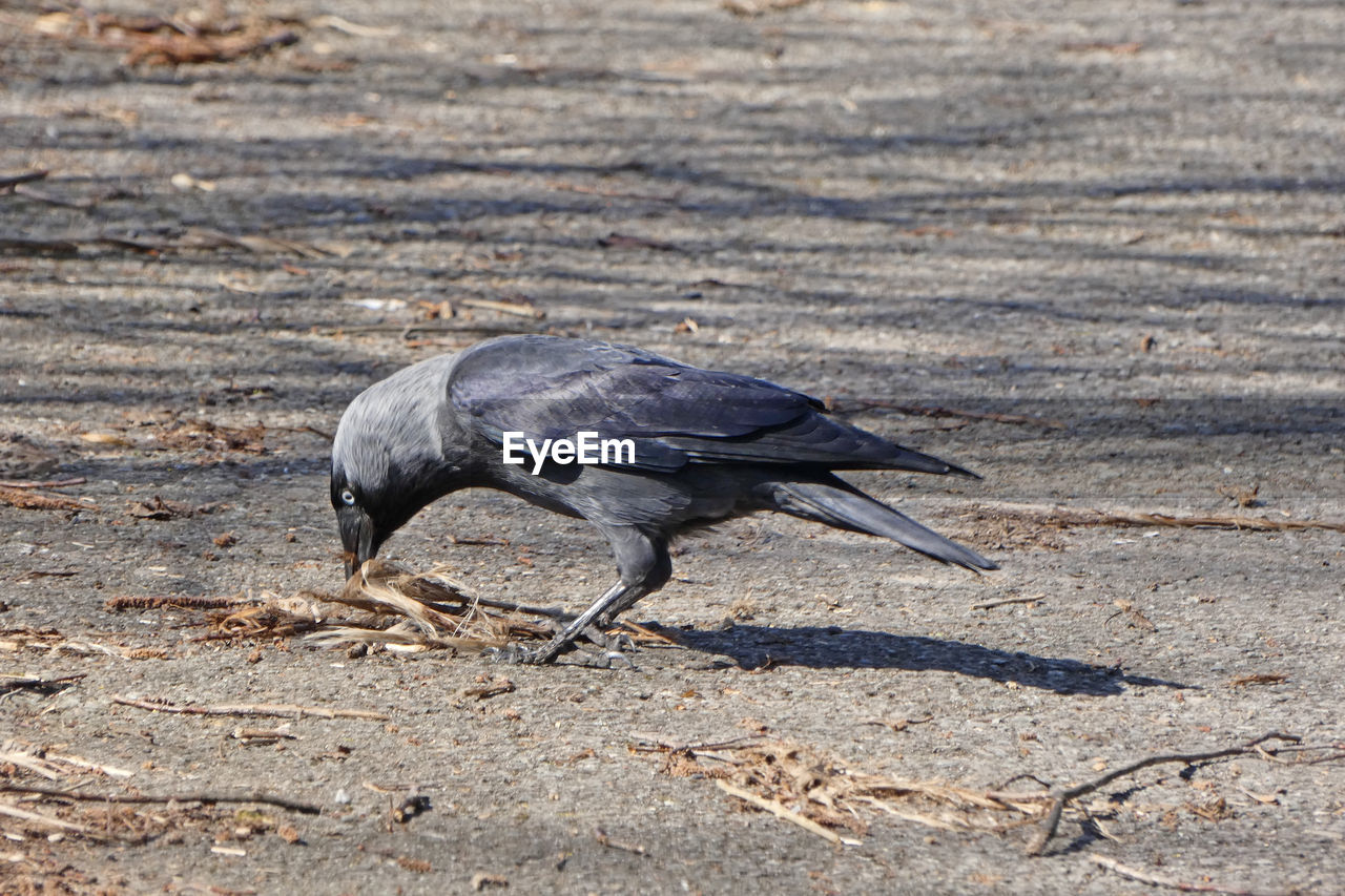 Jackdaws are highly intelligent and very social birds. 