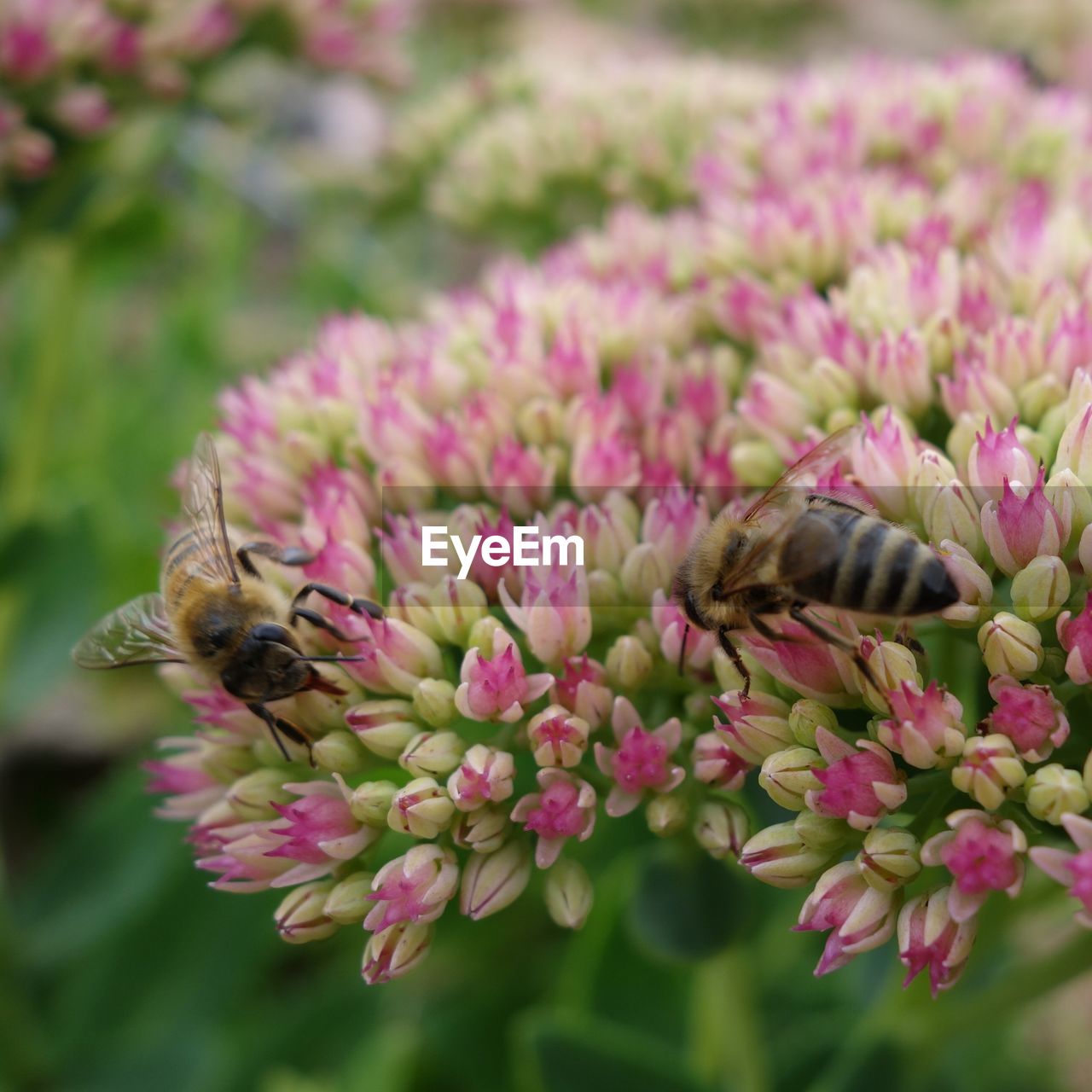 CLOSE-UP OF HONEY BEE POLLINATING ON PINK FLOWER