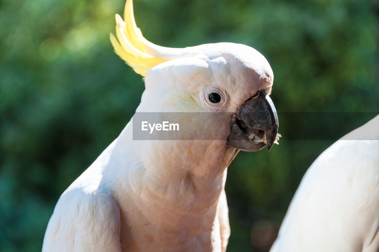 Australian sulphur crested cockatoo bird close up