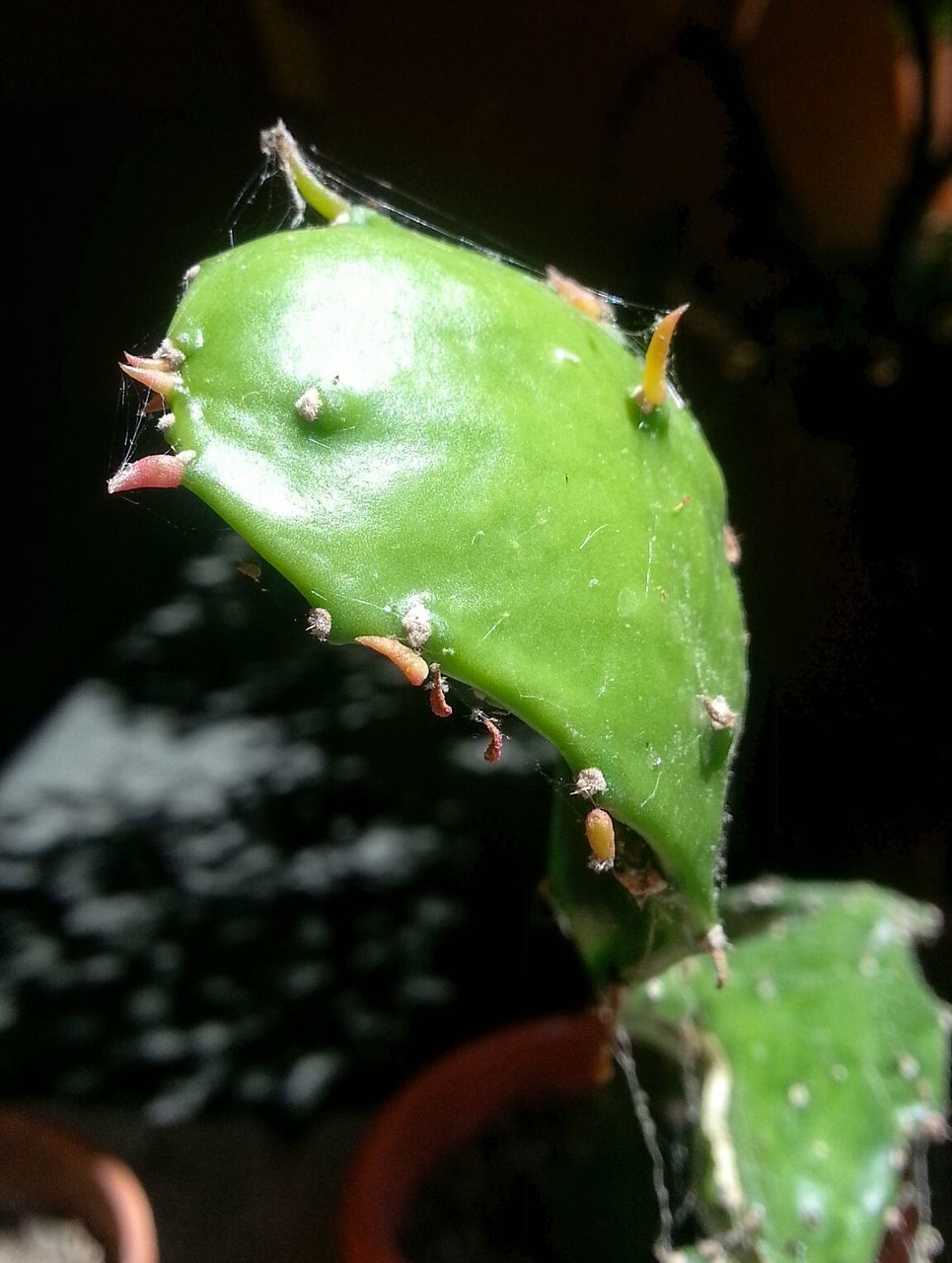 Close-up of cactus leaf