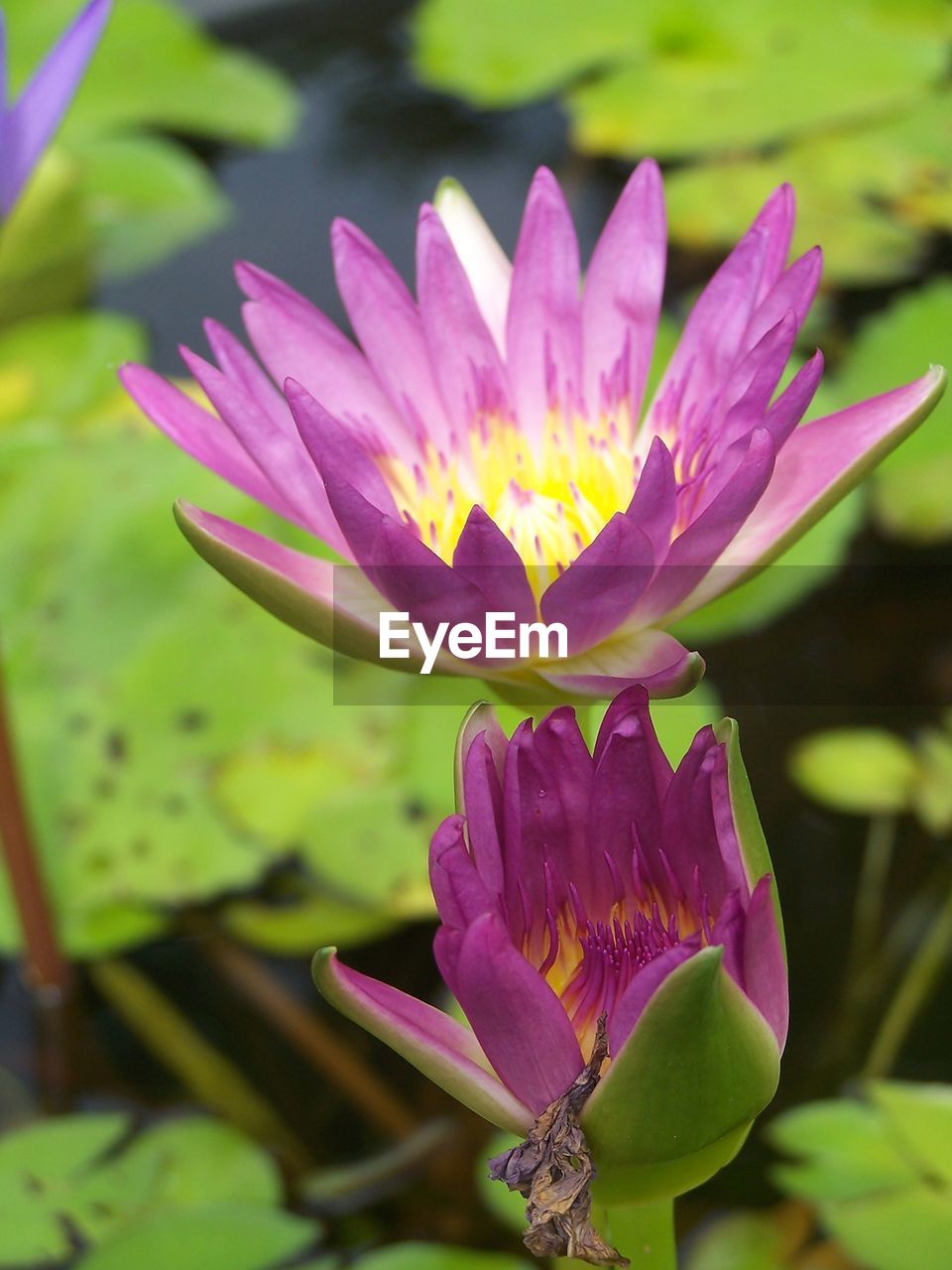 Close-up of purple water lily