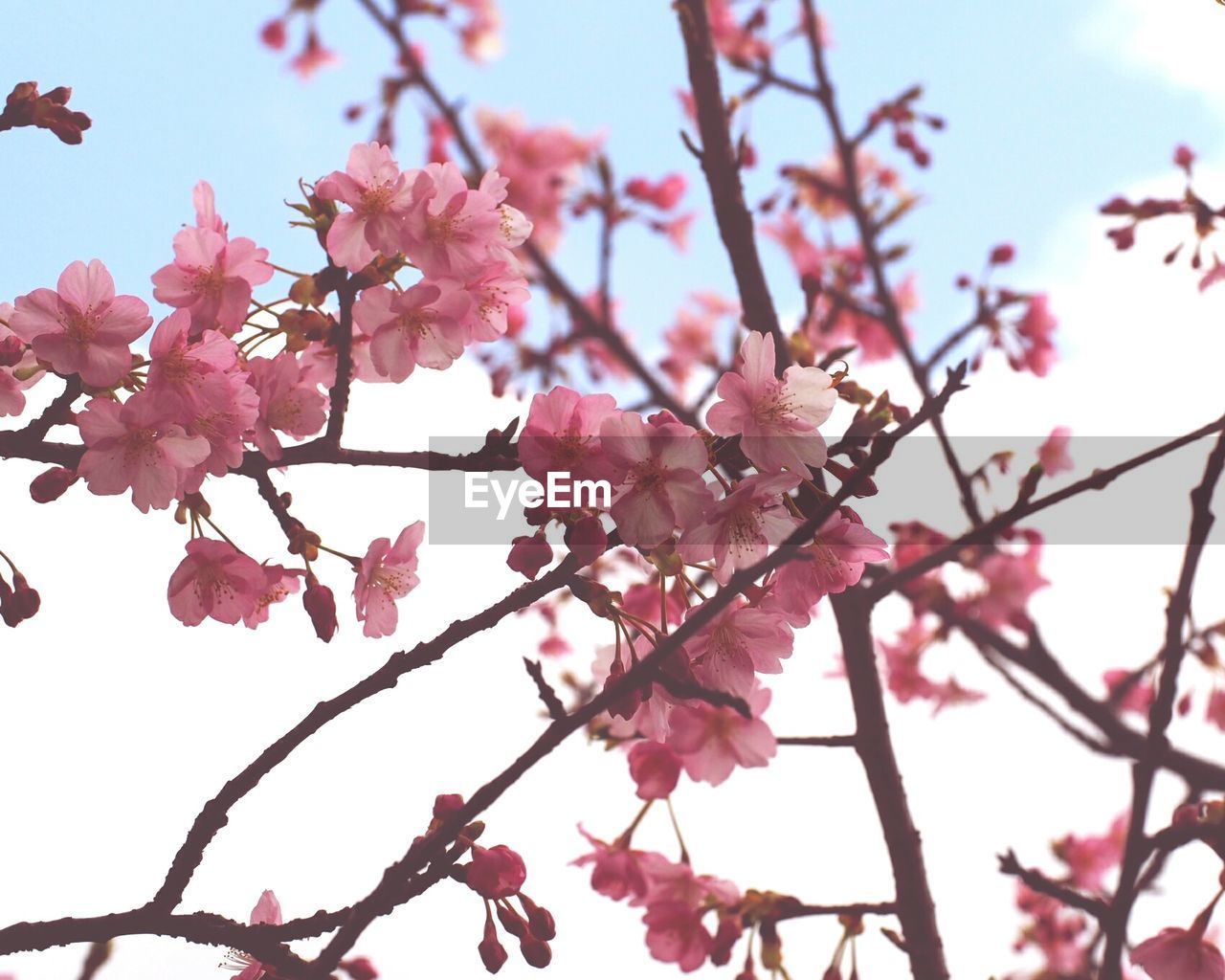 Low angle view of cherry blossoms