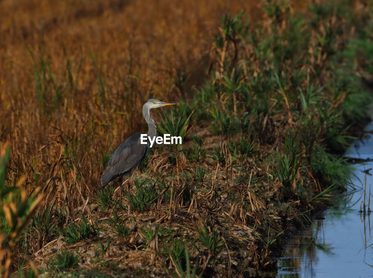 HIGH ANGLE VIEW OF BIRD PERCHING ON PLANT