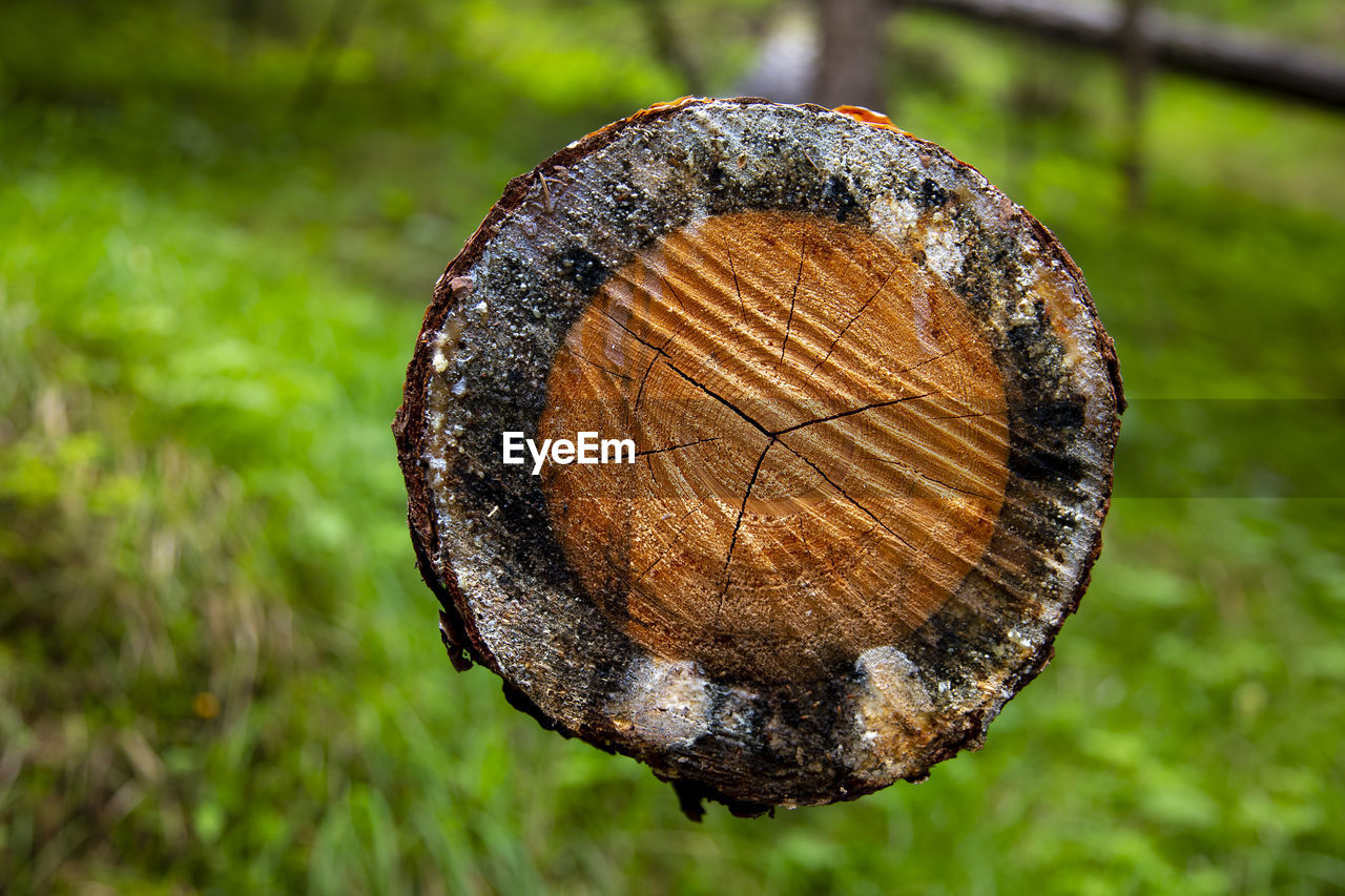 Close-up of shell on wood in forest