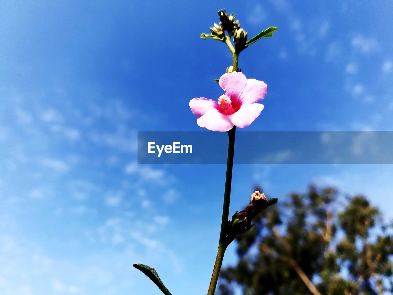 CLOSE-UP OF PINK FLOWERS AGAINST SKY