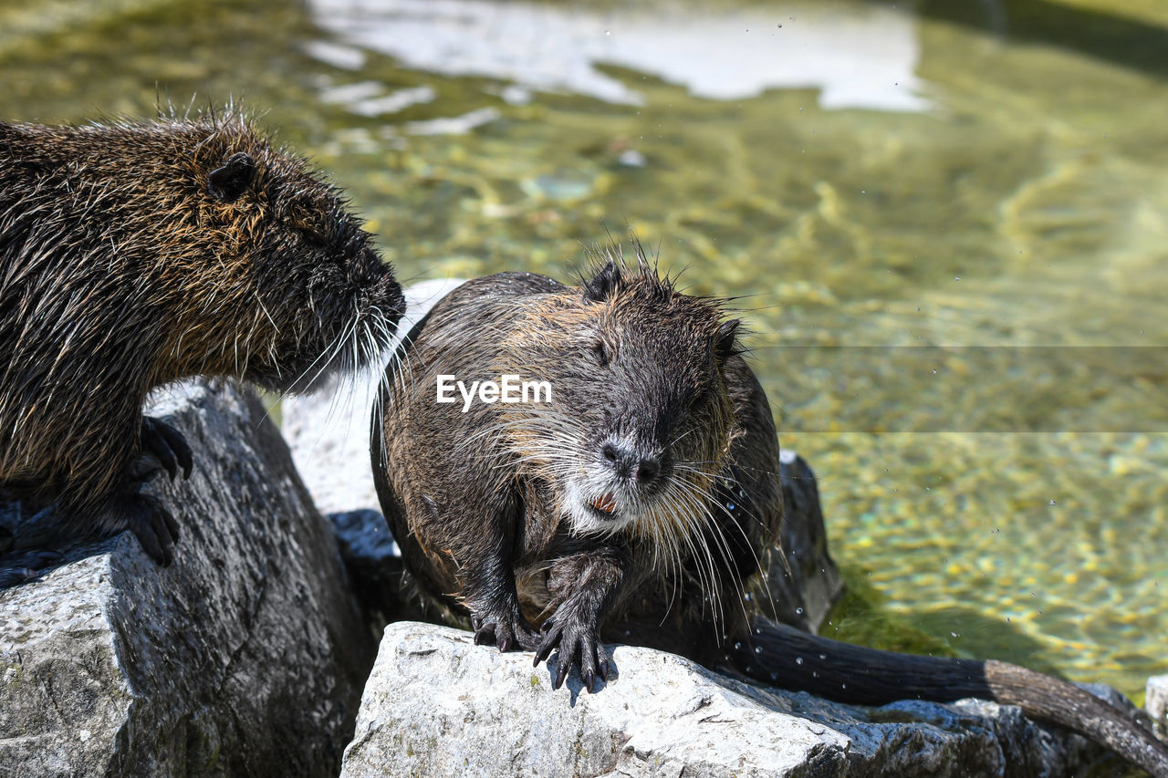 Close-up of a nutria