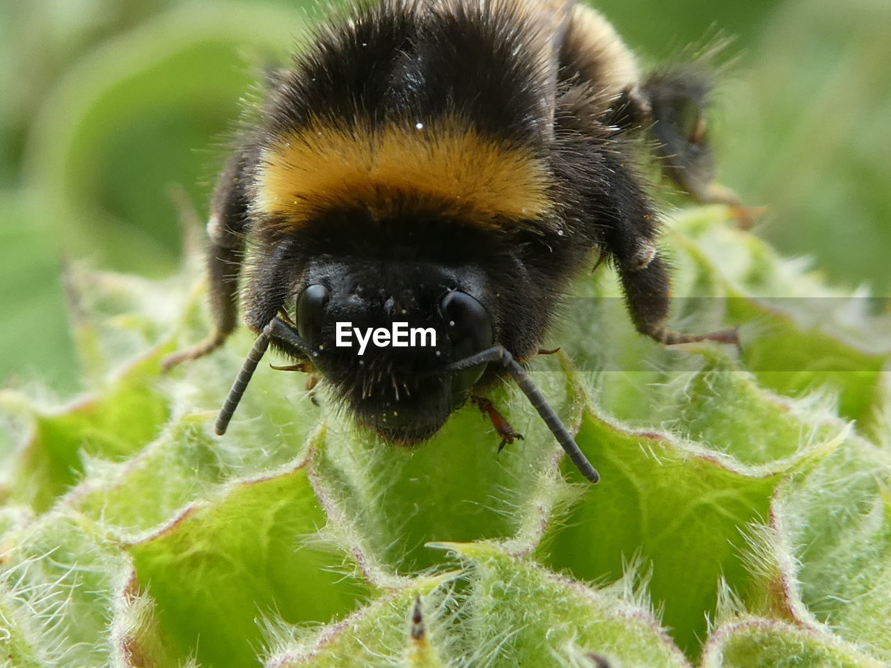 CLOSE-UP OF BUMBLEBEE ON PLANT