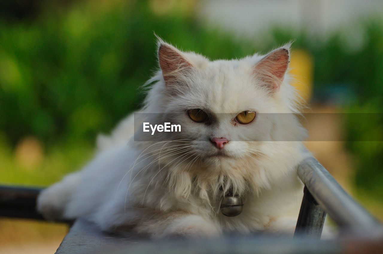 PORTRAIT OF A CAT