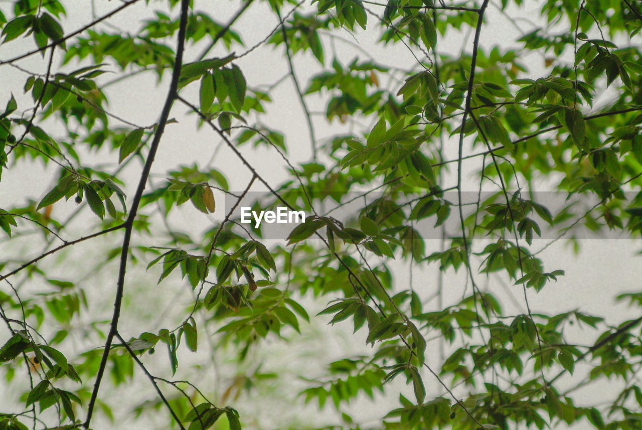 Low angle view of trees