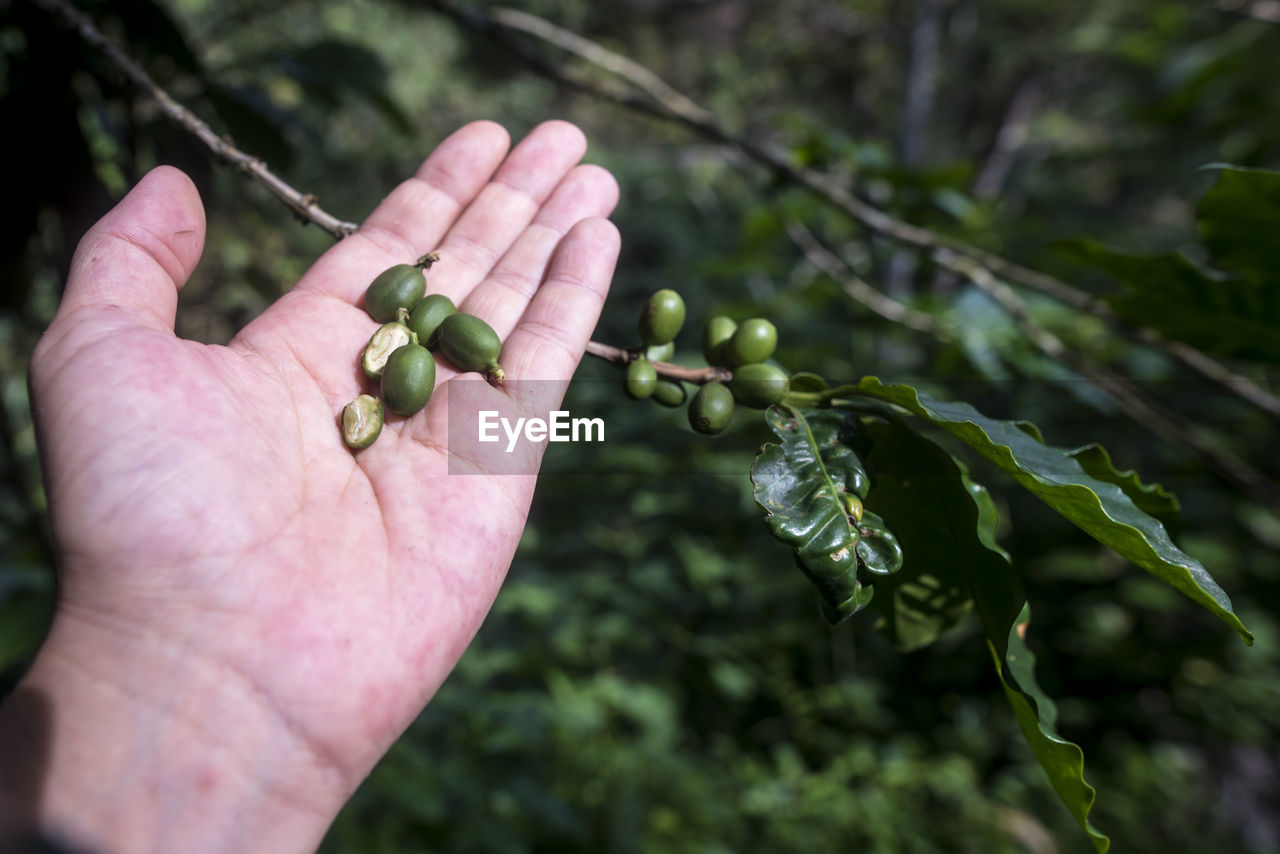 CLOSE-UP OF HAND HOLDING BERRIES ON PLANT