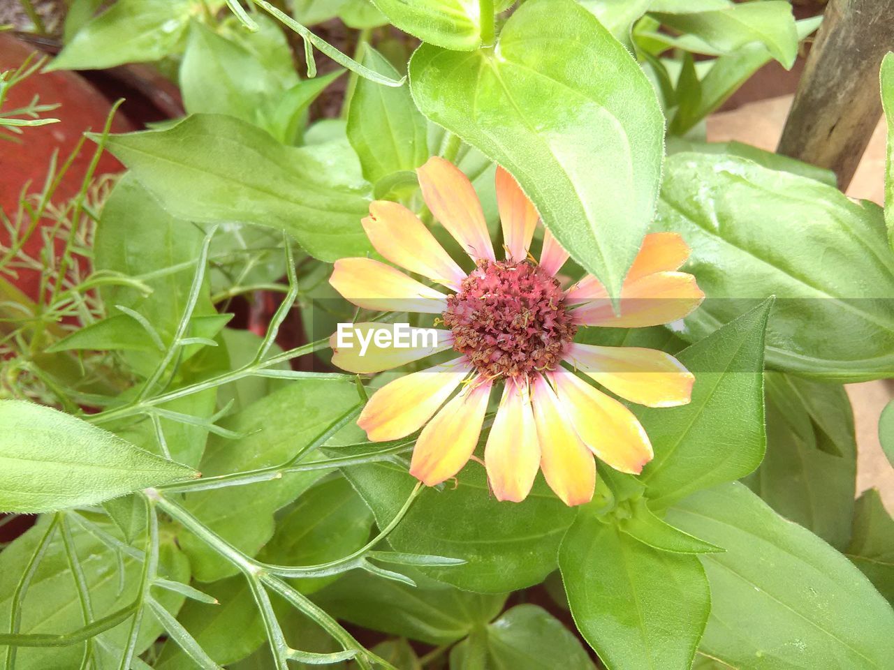 CLOSE-UP OF YELLOW FLOWERS