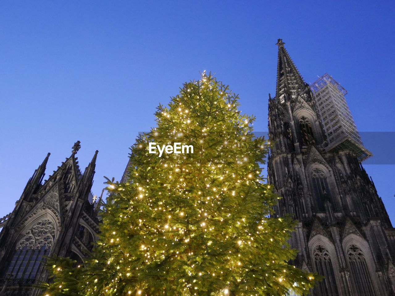 Low angle view of illuminated christmas trees by cologne cathedral against clear blue sky