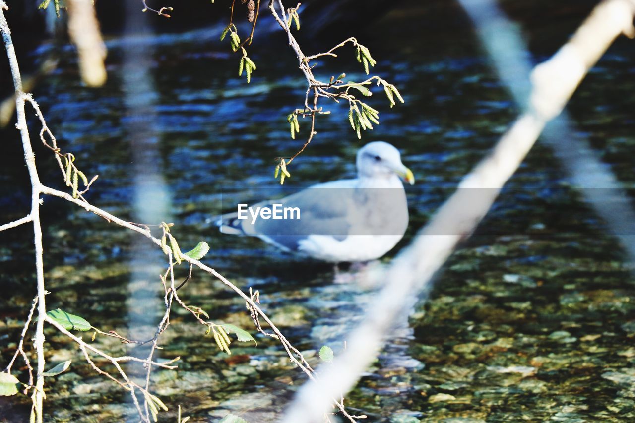 CLOSE-UP OF SWANS SWIMMING ON LAKE