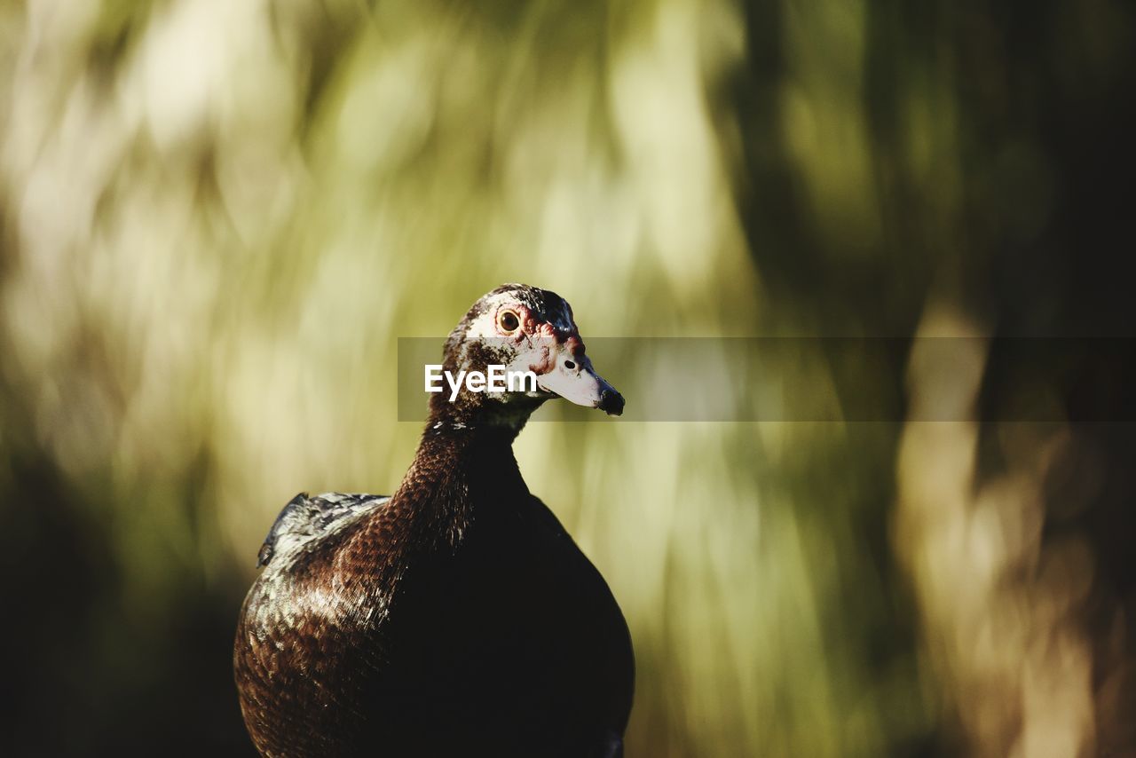 CLOSE-UP OF A DUCK