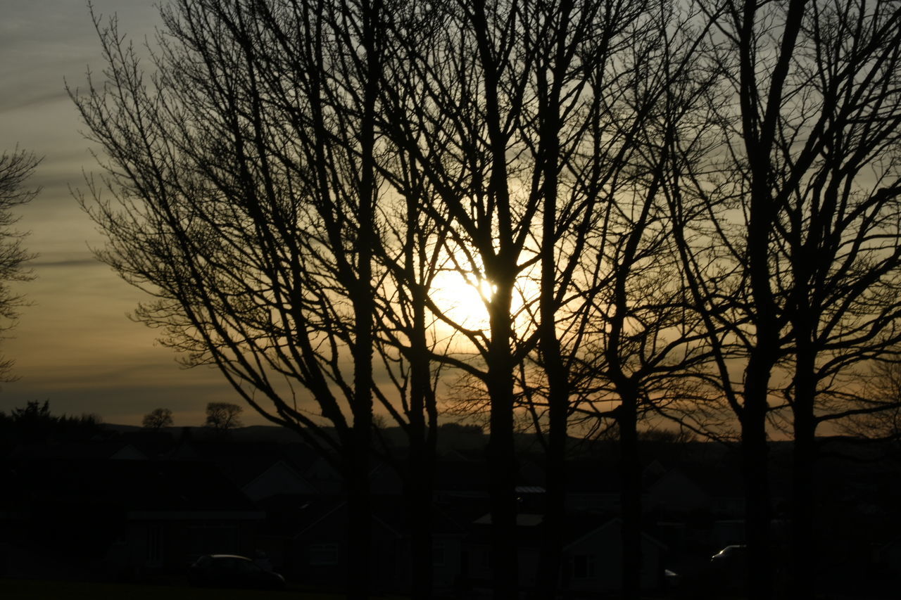 SILHOUETTE OF BARE TREES AGAINST SKY