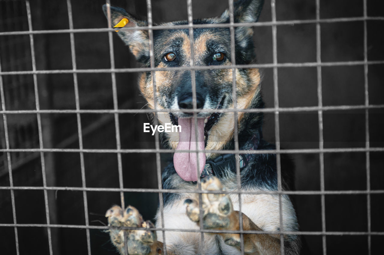 Dog in animal shelter waiting for adoption. portrait of red homeless dog in animal shelter cage.