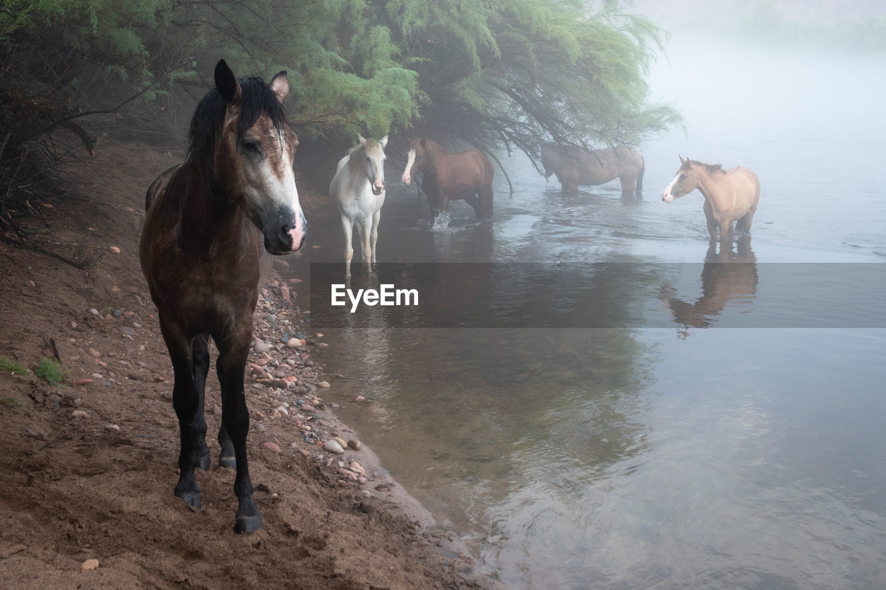 Wild horses in river