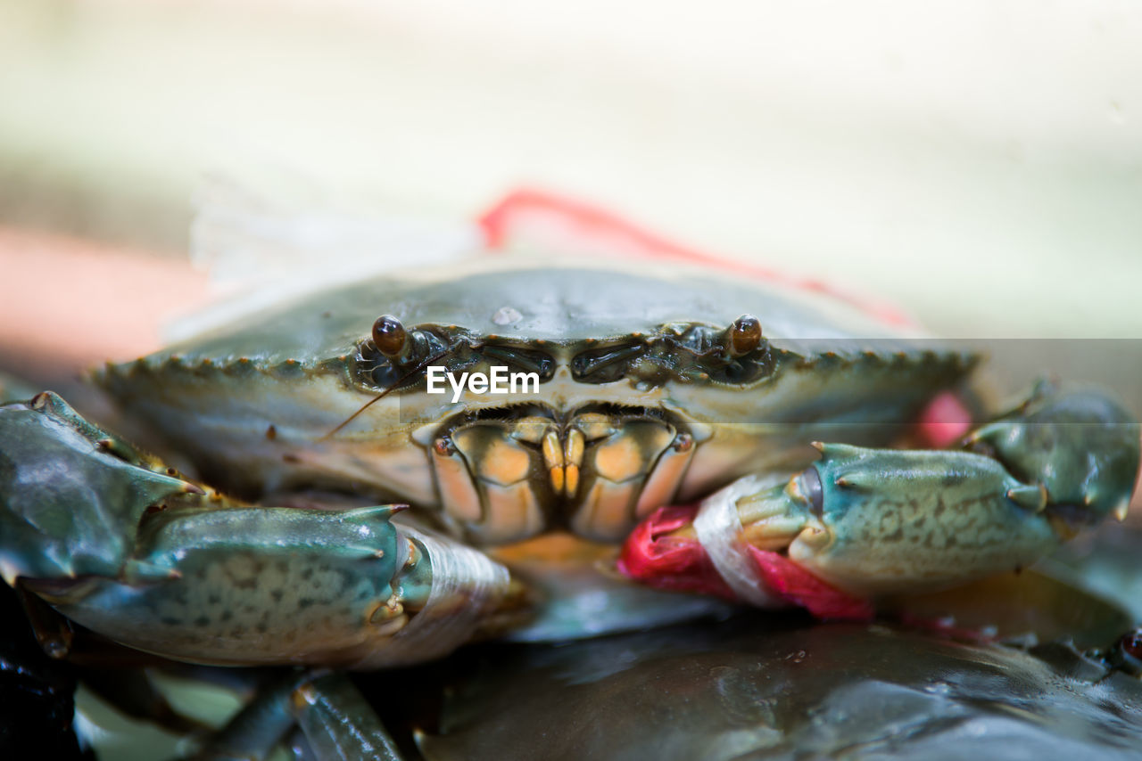 Close-up of crab