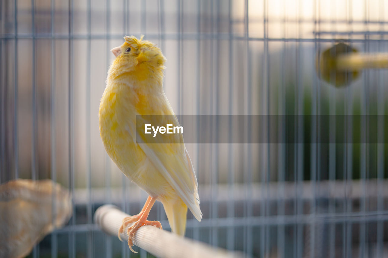 Close-up of yellow bird perching in cage