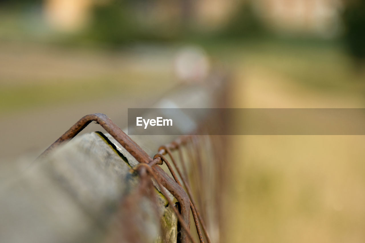 CLOSE-UP OF PLANT AGAINST BLURRED BACKGROUND