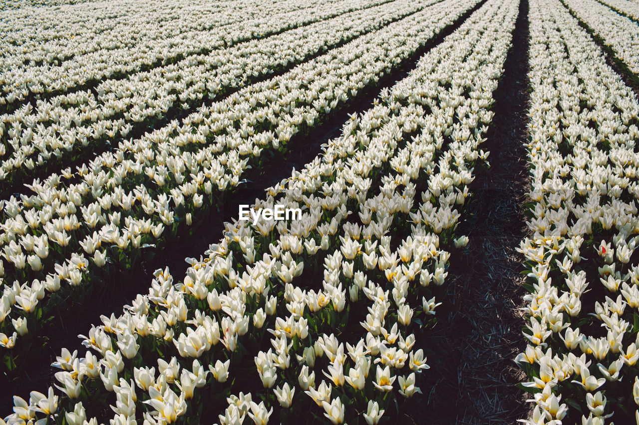 SCENIC VIEW OF FLOWERING PLANTS ON LAND