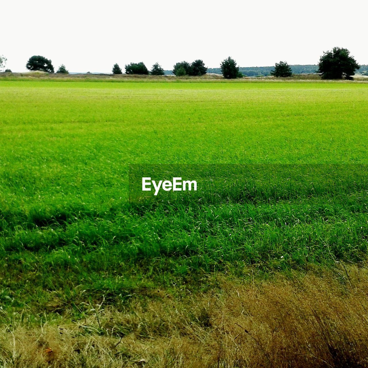 SCENIC VIEW OF RURAL LANDSCAPE