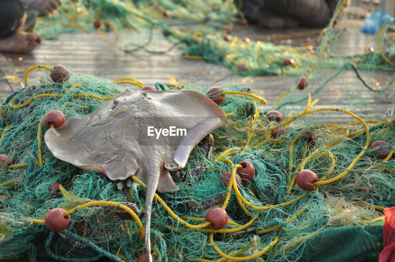 Close-up of stingray on fishing net