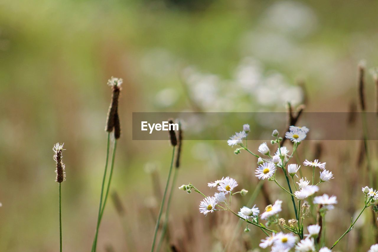 Close-up of flowering plants on field