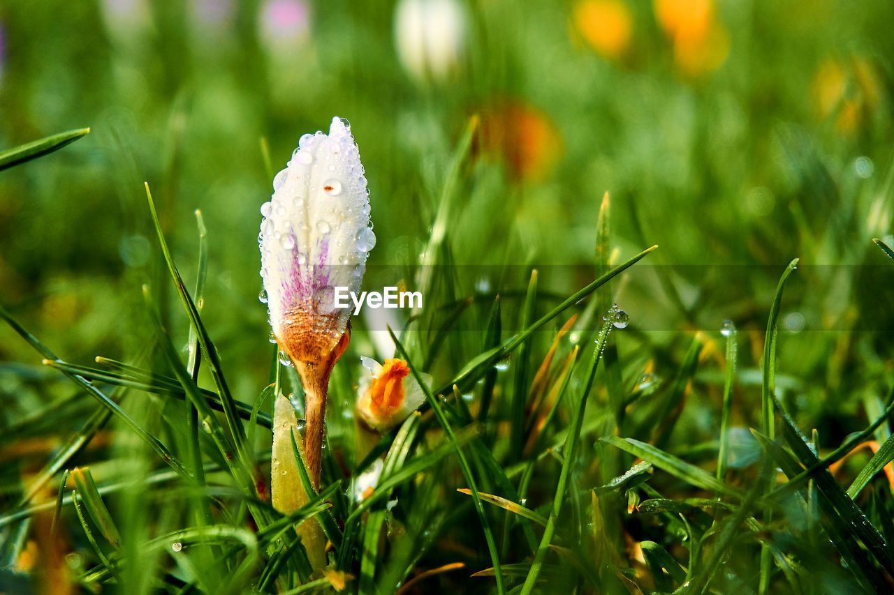 Close-up of plant growing on field