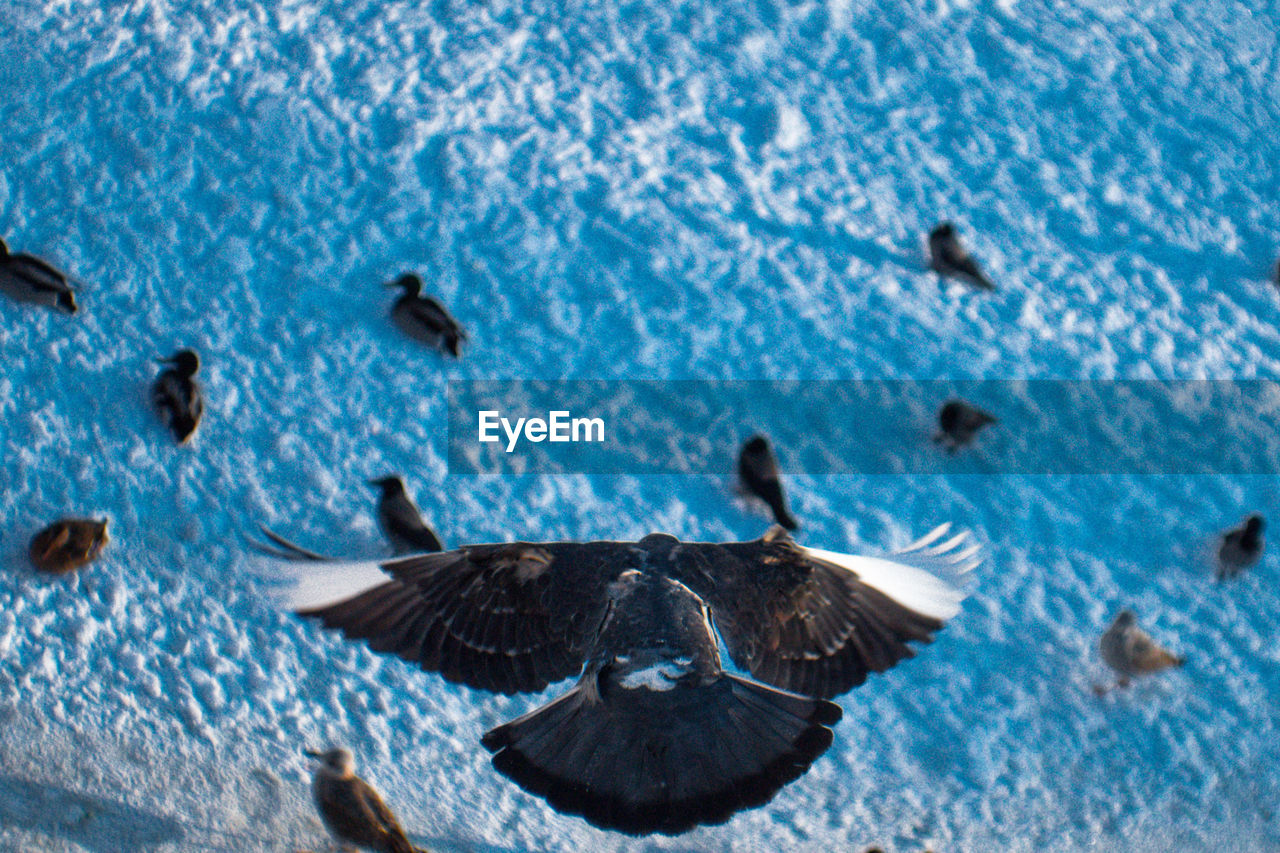 FLOCK OF BIRDS FLYING OVER SEA