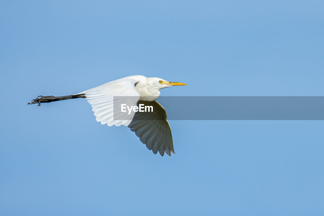 LOW ANGLE VIEW OF BIRD FLYING AGAINST BLUE SKY