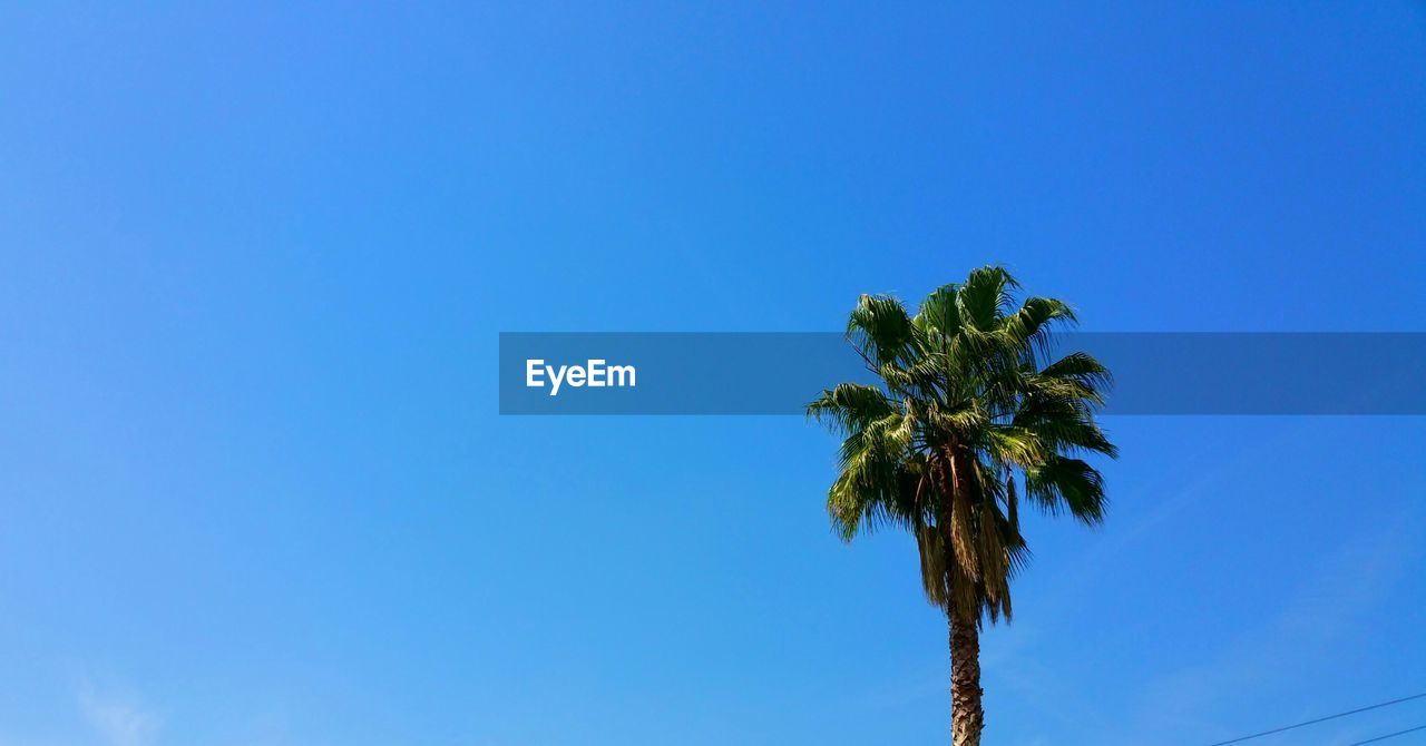 Low angle view of trees against blue sky