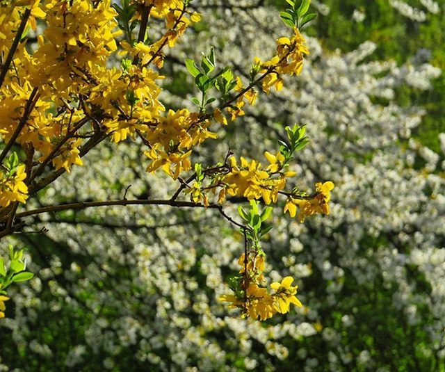 CLOSE-UP OF YELLOW FLOWERS